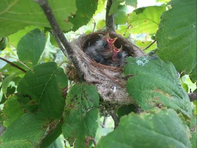 Baby birds nesting in hazelnut bush